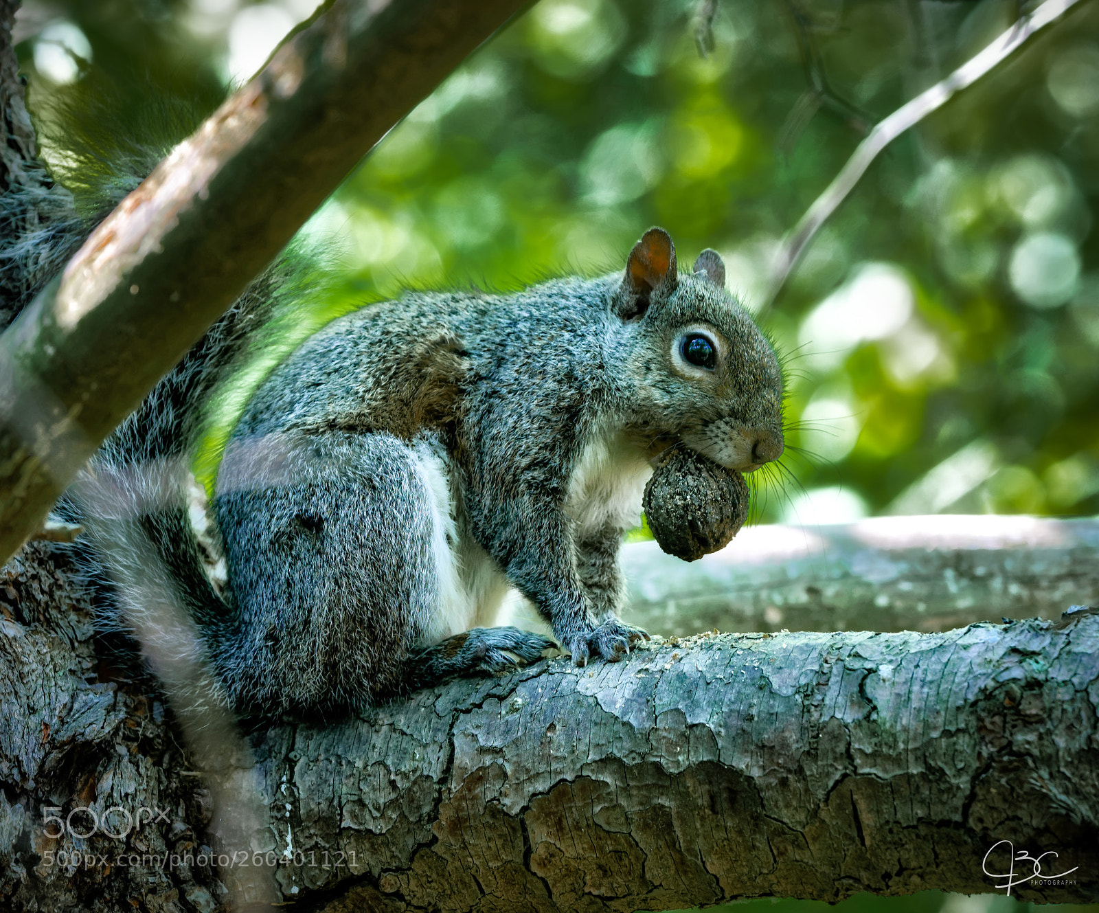 Sony a7R II sample photo. Crunch photography