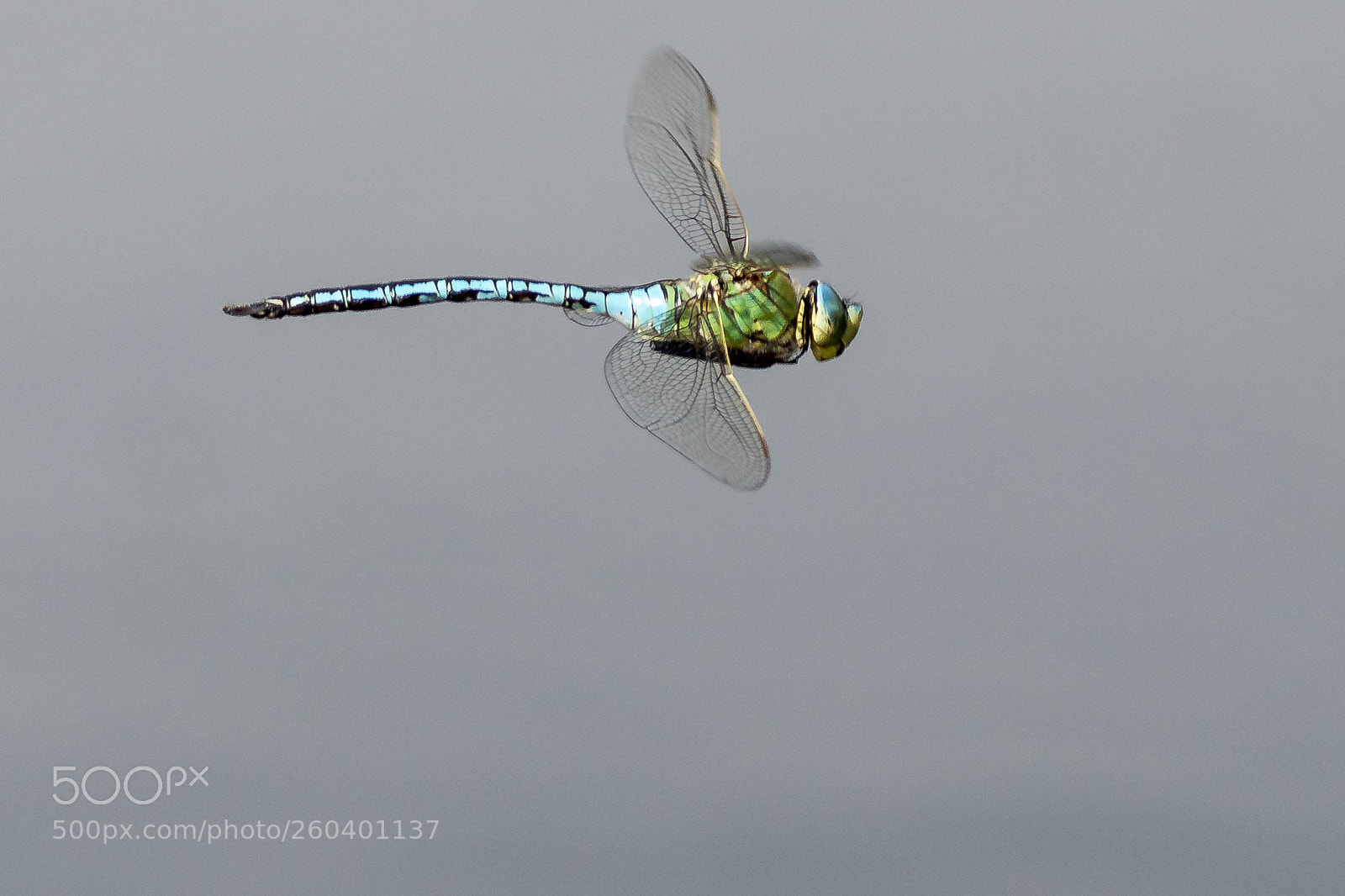 Canon EOS 80D sample photo. Blue emperor photography