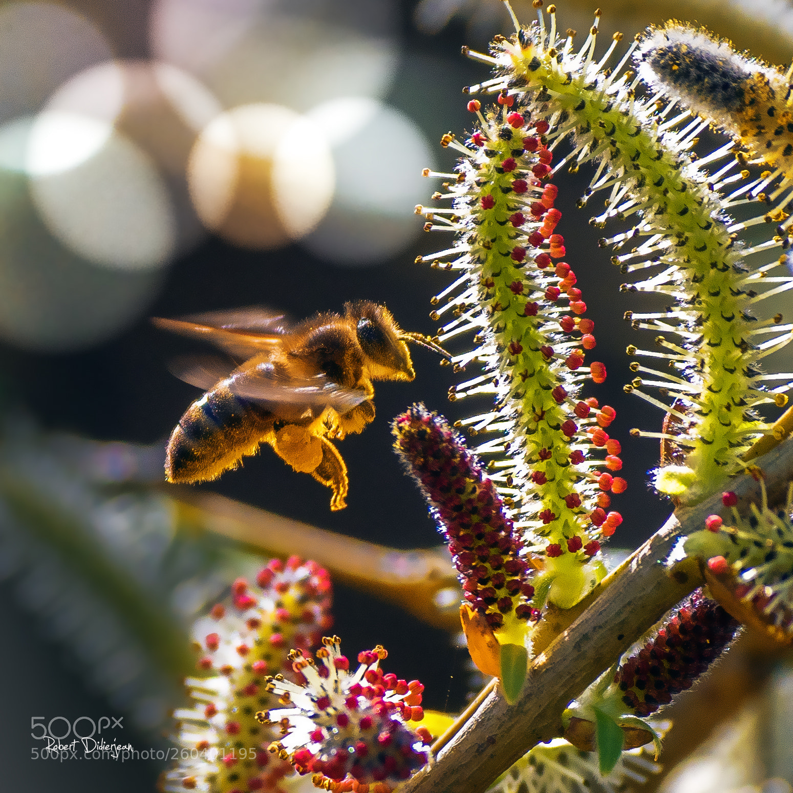 Nikon D810 sample photo. Bee at work photography
