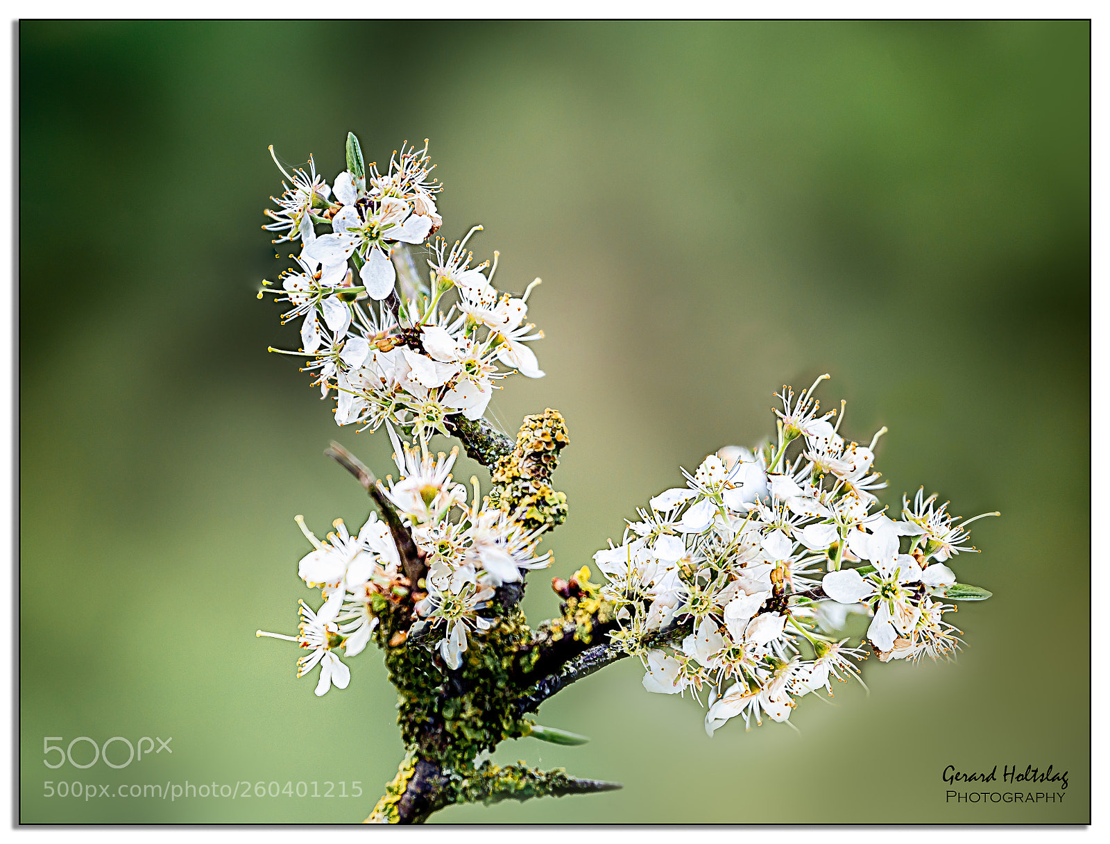 Canon EOS 6D sample photo. Meidoorn (crataegus) photography