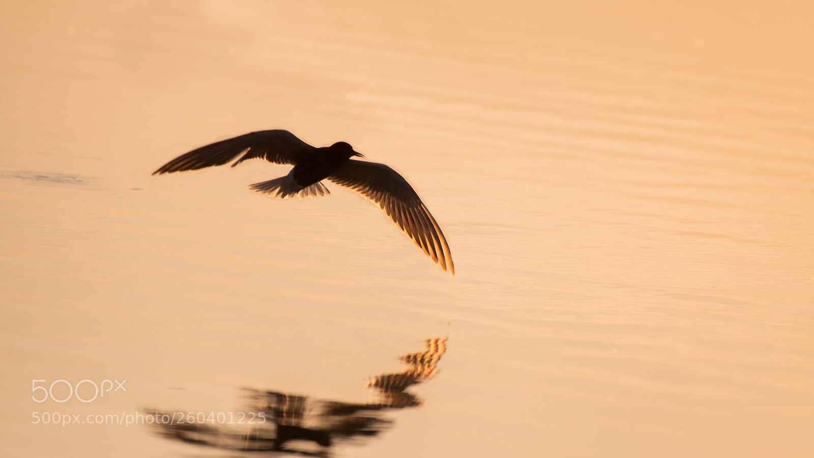 Nikon D500 sample photo. Seagulls in the sunset ... photography