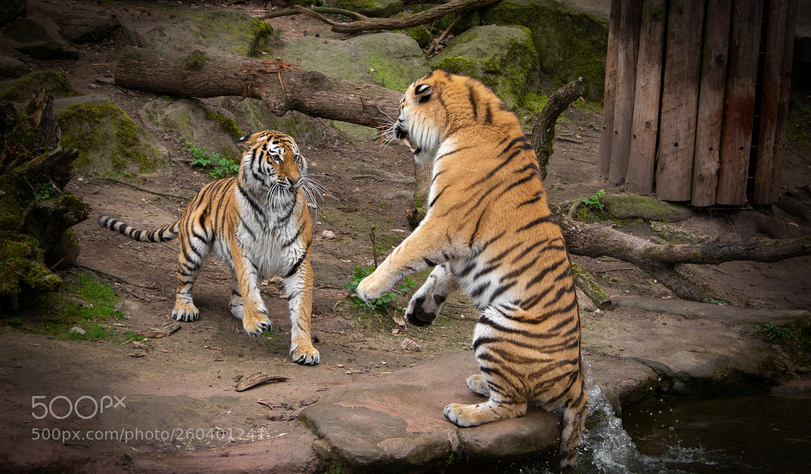 Nikon D7100 sample photo. Sibirische tiger... photography