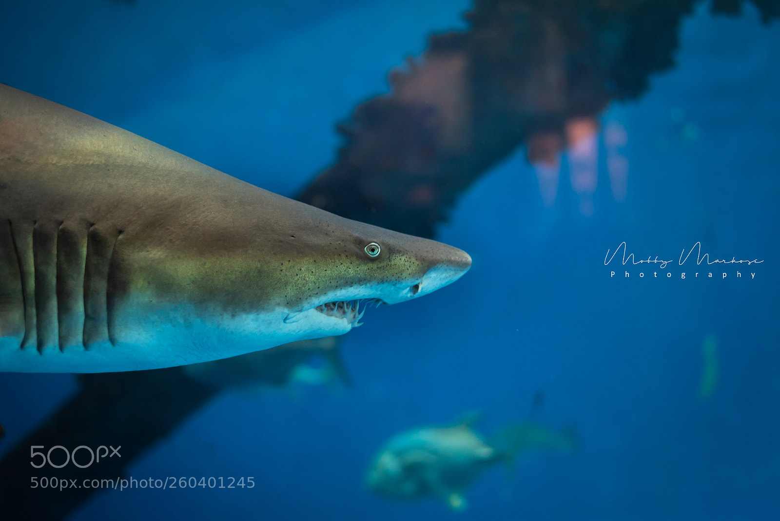 Nikon D750 sample photo. Jaws photography