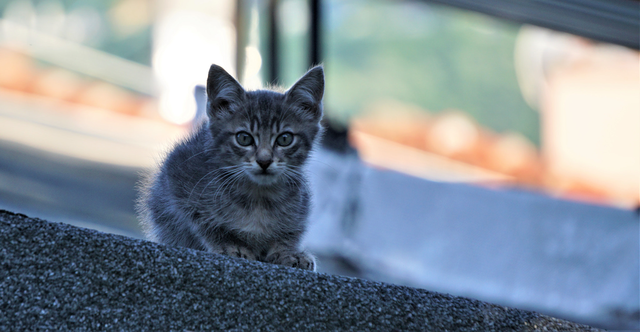 Sony E 55-210mm F4.5-6.3 OSS sample photo. Kitten on the roof photography