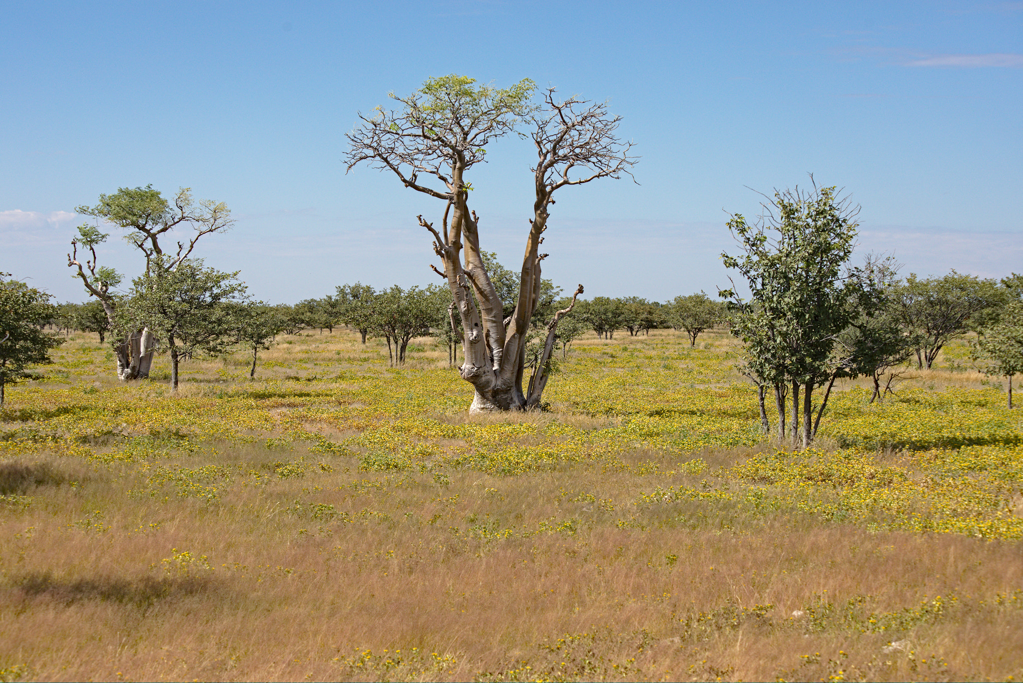 Canon EF 70-300mm F4-5.6 IS USM sample photo. Etosha-nationalpark (namibia) photography