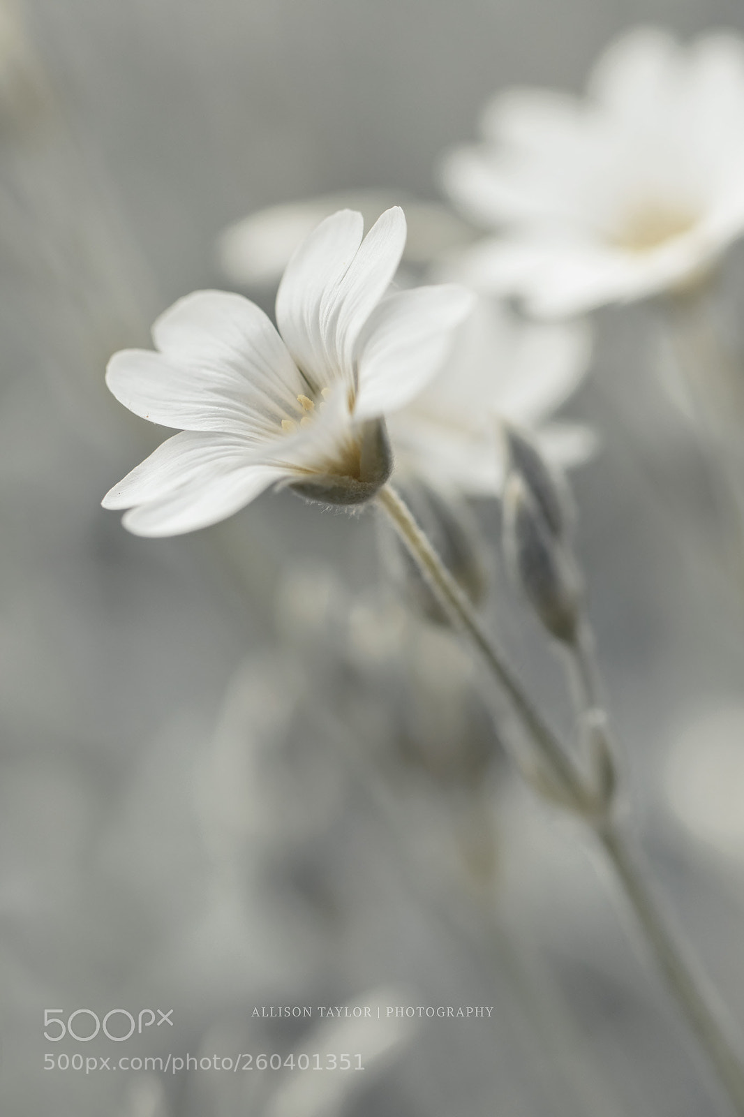 Canon EOS 7D Mark II sample photo. Reach out photography