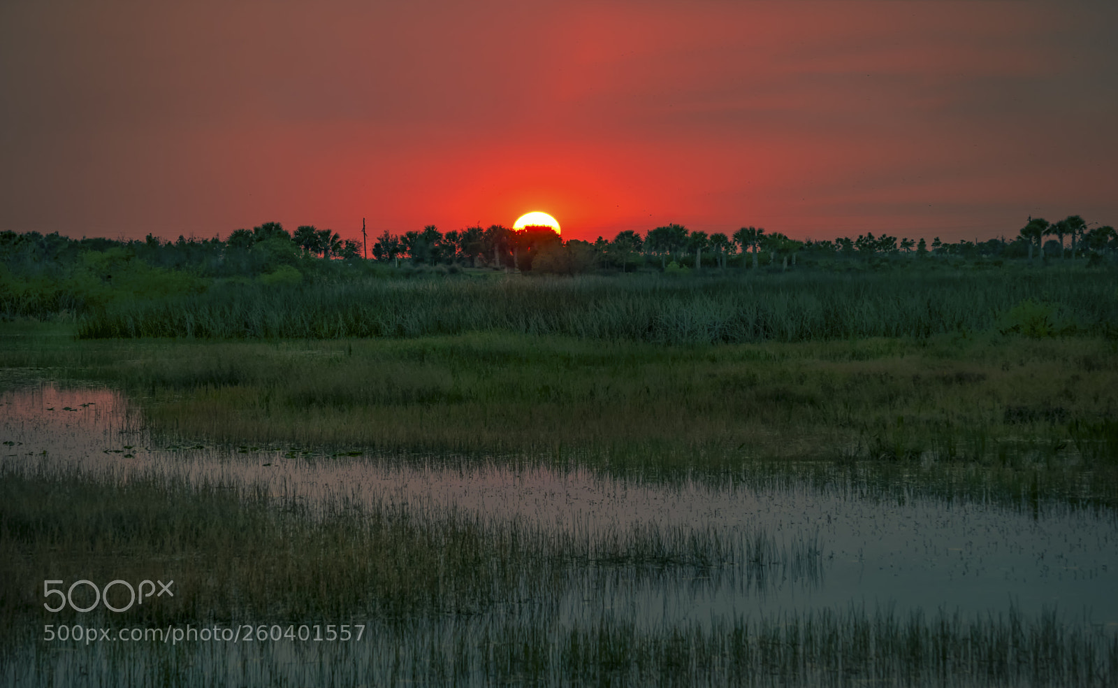 Nikon D5300 sample photo. Everglades sunset photography
