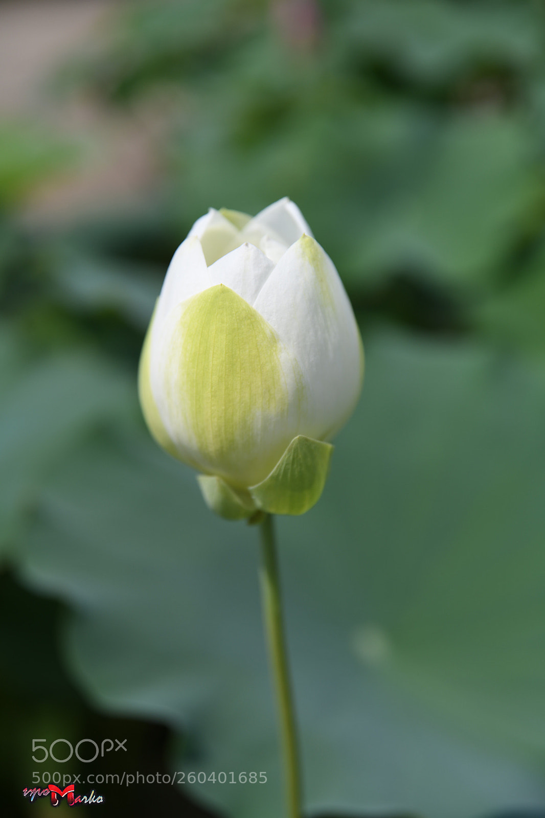 Nikon D850 sample photo. Untitled photography