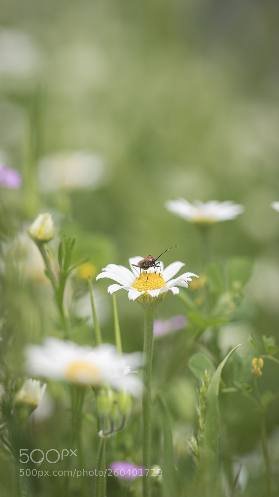 Canon EOS 7D Mark II sample photo. My daisy photography