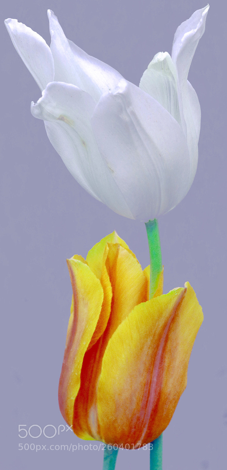 Canon EOS 7D Mark II sample photo. Tulip  hug photography