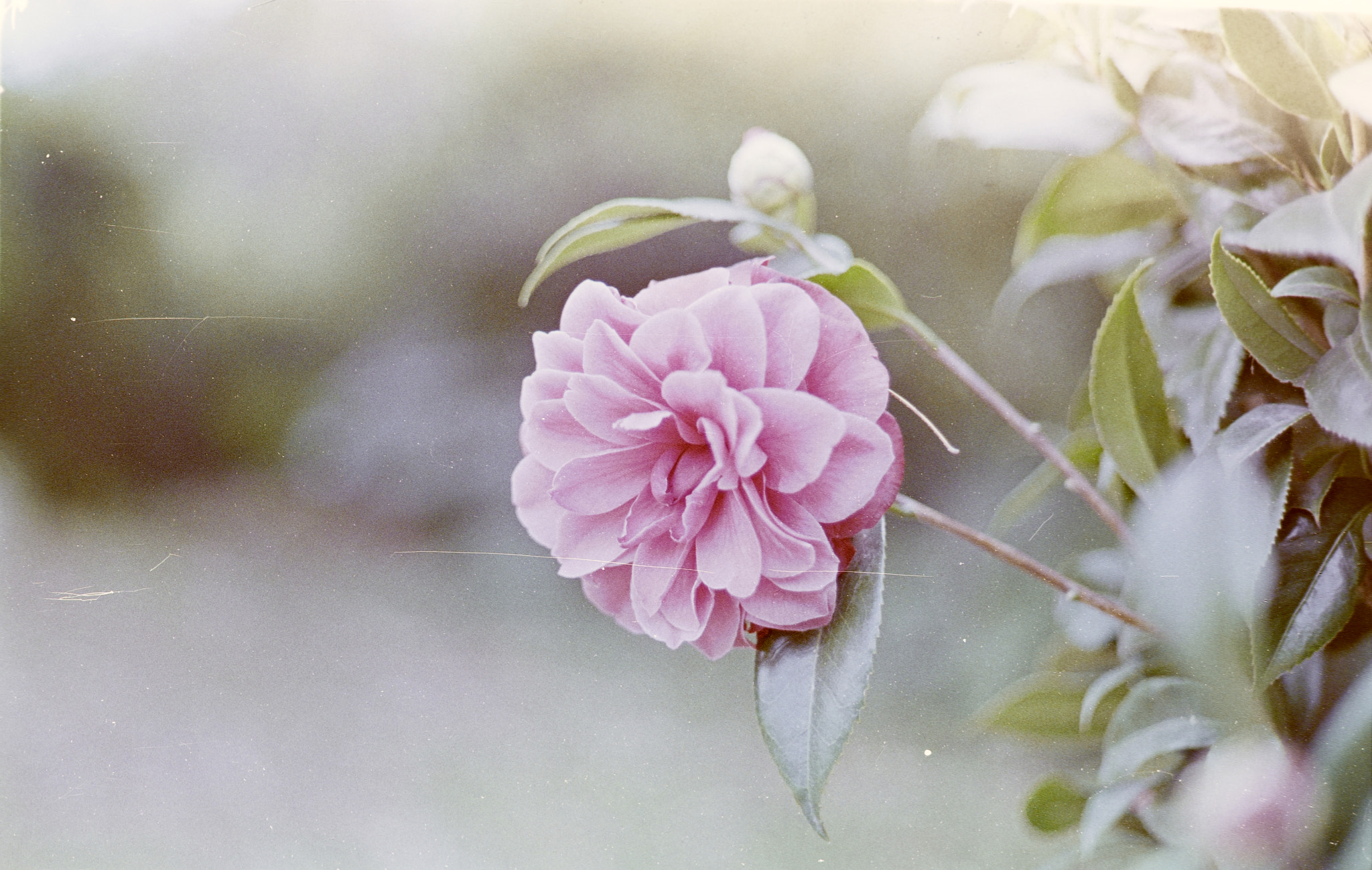 Sigma 105mm F2.8 EX DG OS HSM sample photo. 山茶 photography