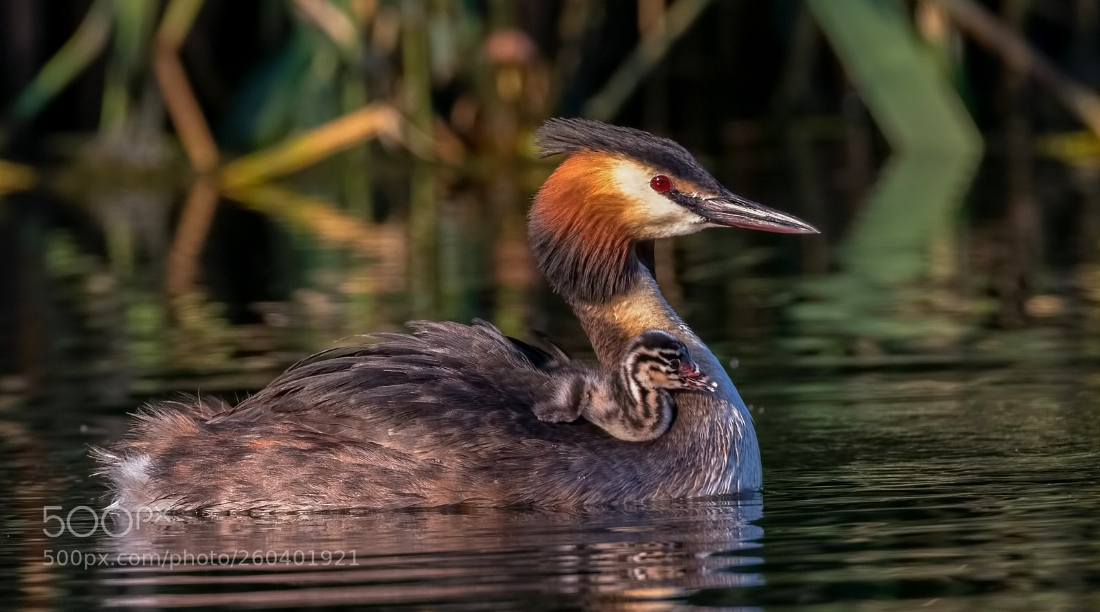 Canon EOS 7D Mark II sample photo. Grebe with younling photography