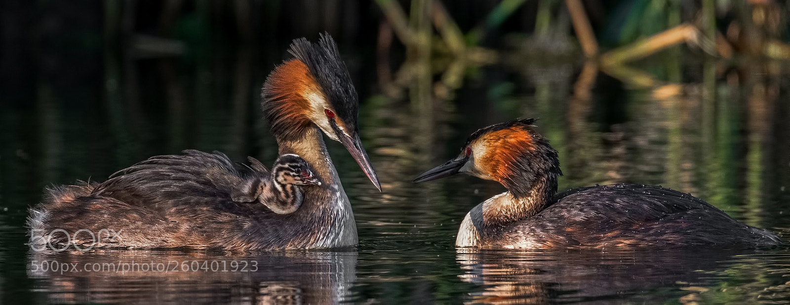 Canon EOS 7D Mark II sample photo. Grebe with younling photography