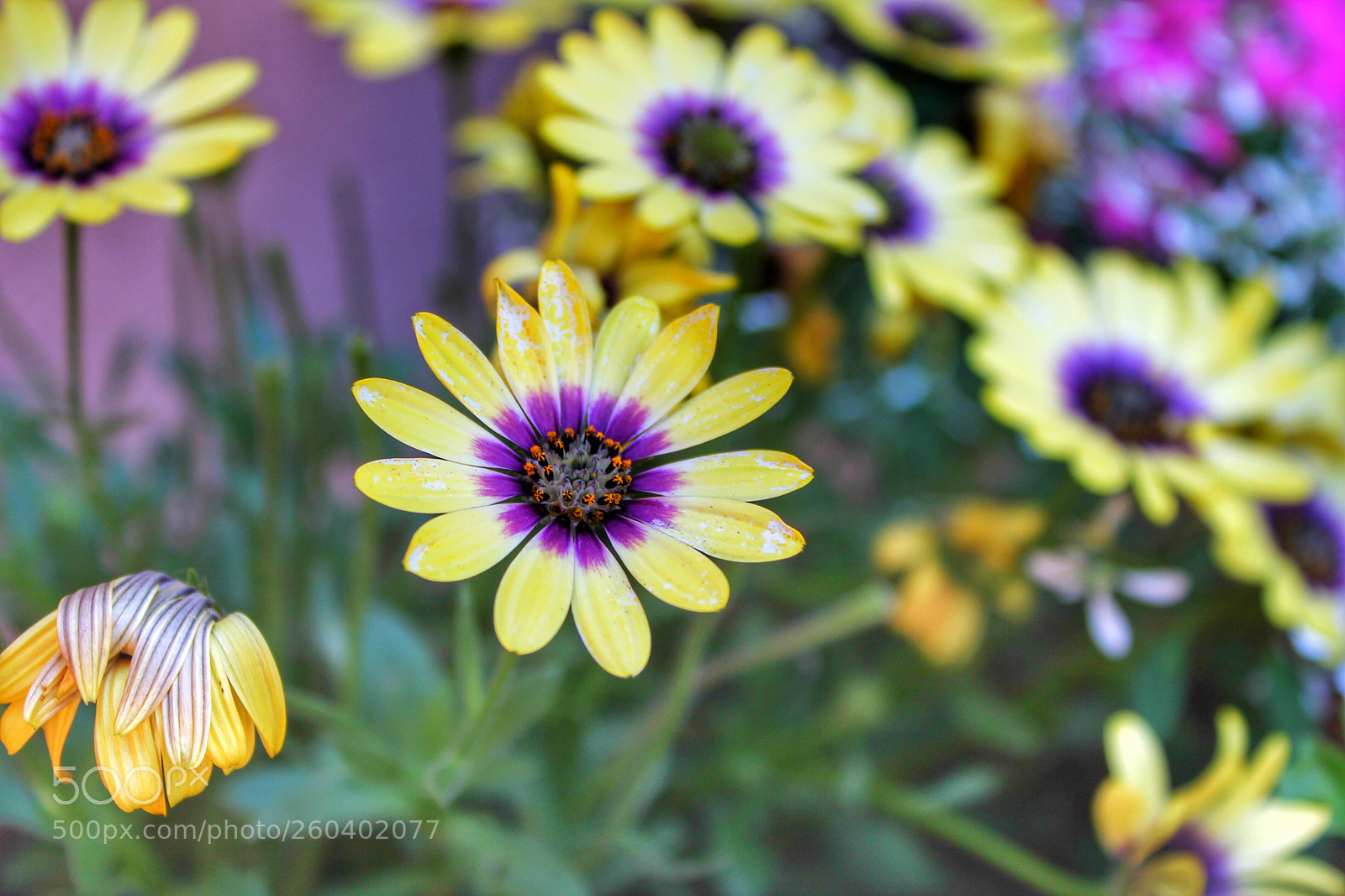Canon EOS 1100D (EOS Rebel T3 / EOS Kiss X50) sample photo. Colorful flowers in colmar photography