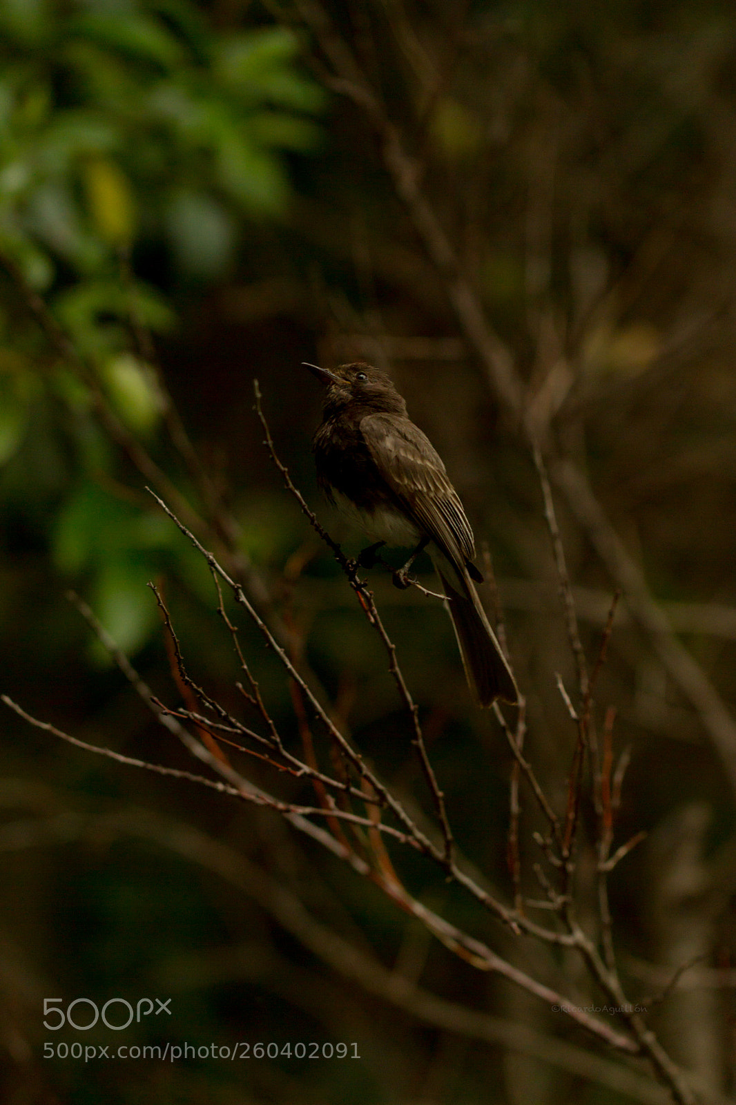 Canon EOS 7D sample photo. Black bird photography
