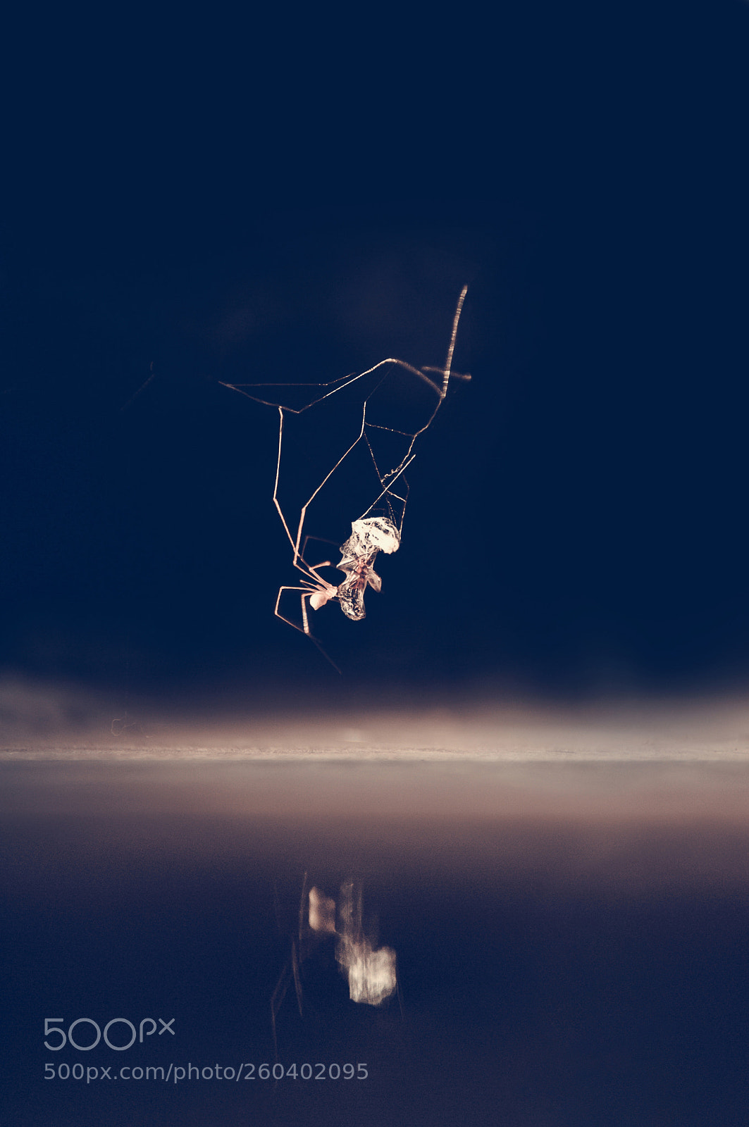 Nikon D700 sample photo. Prey photography