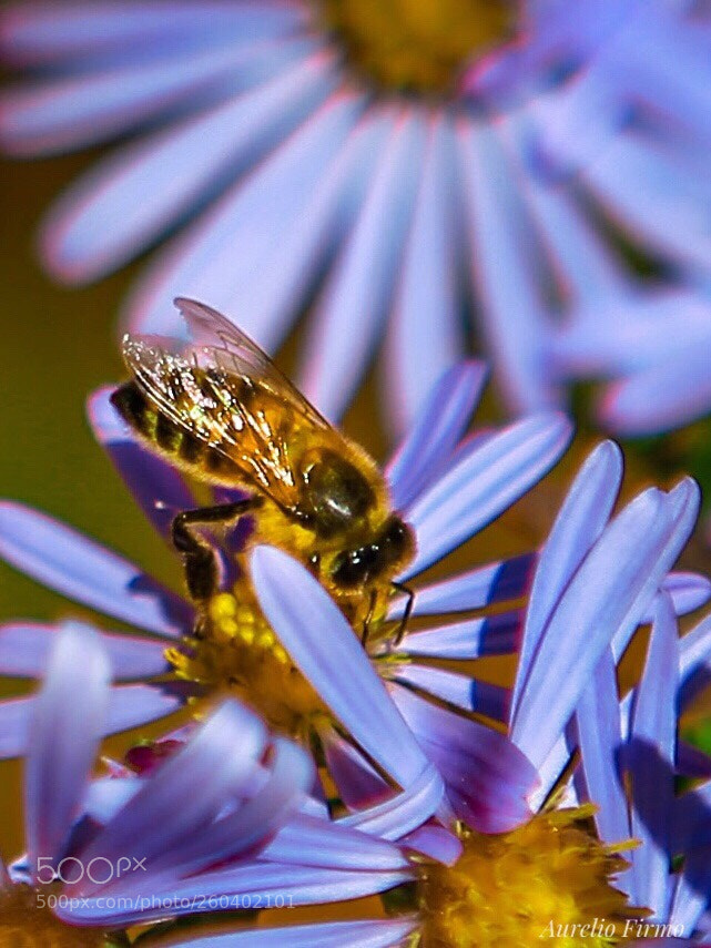 Canon EOS 6D sample photo. Bee photography
