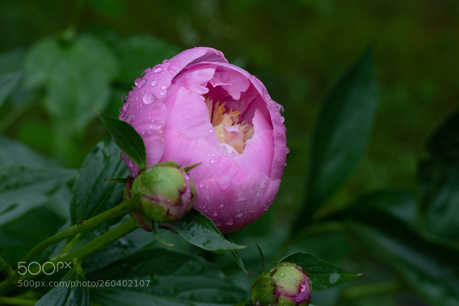 Canon EOS 6D Mark II sample photo. Peony photography