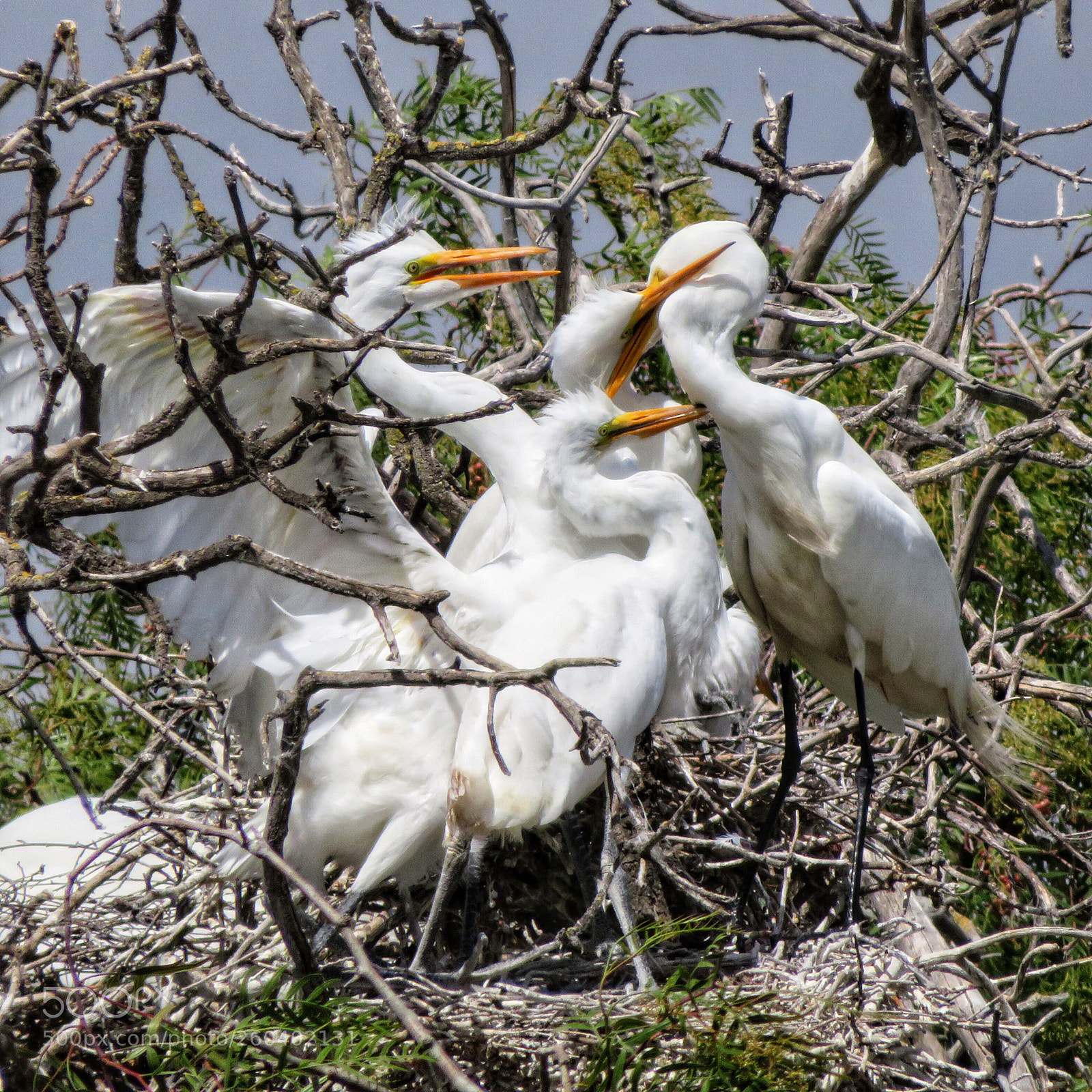 Canon PowerShot SX720 HS sample photo. Feeding frenzy photography