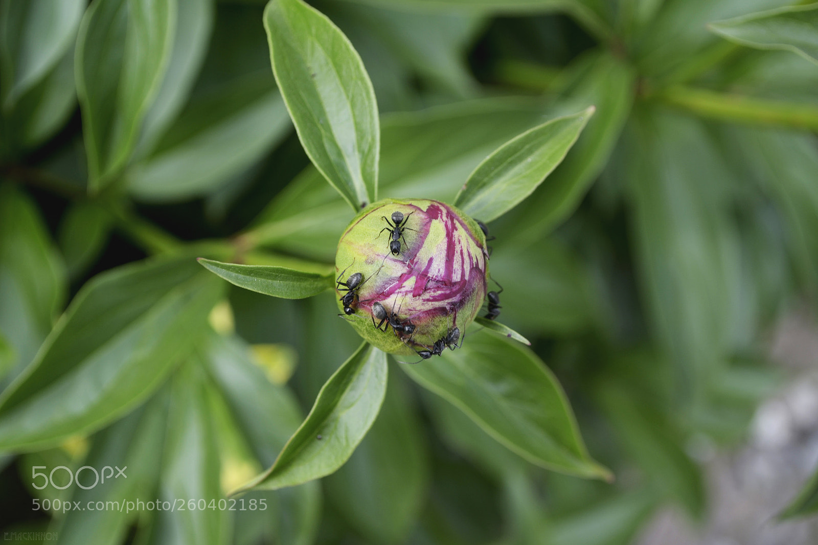 Nikon D3100 sample photo. Macro (miniature worlds) photography