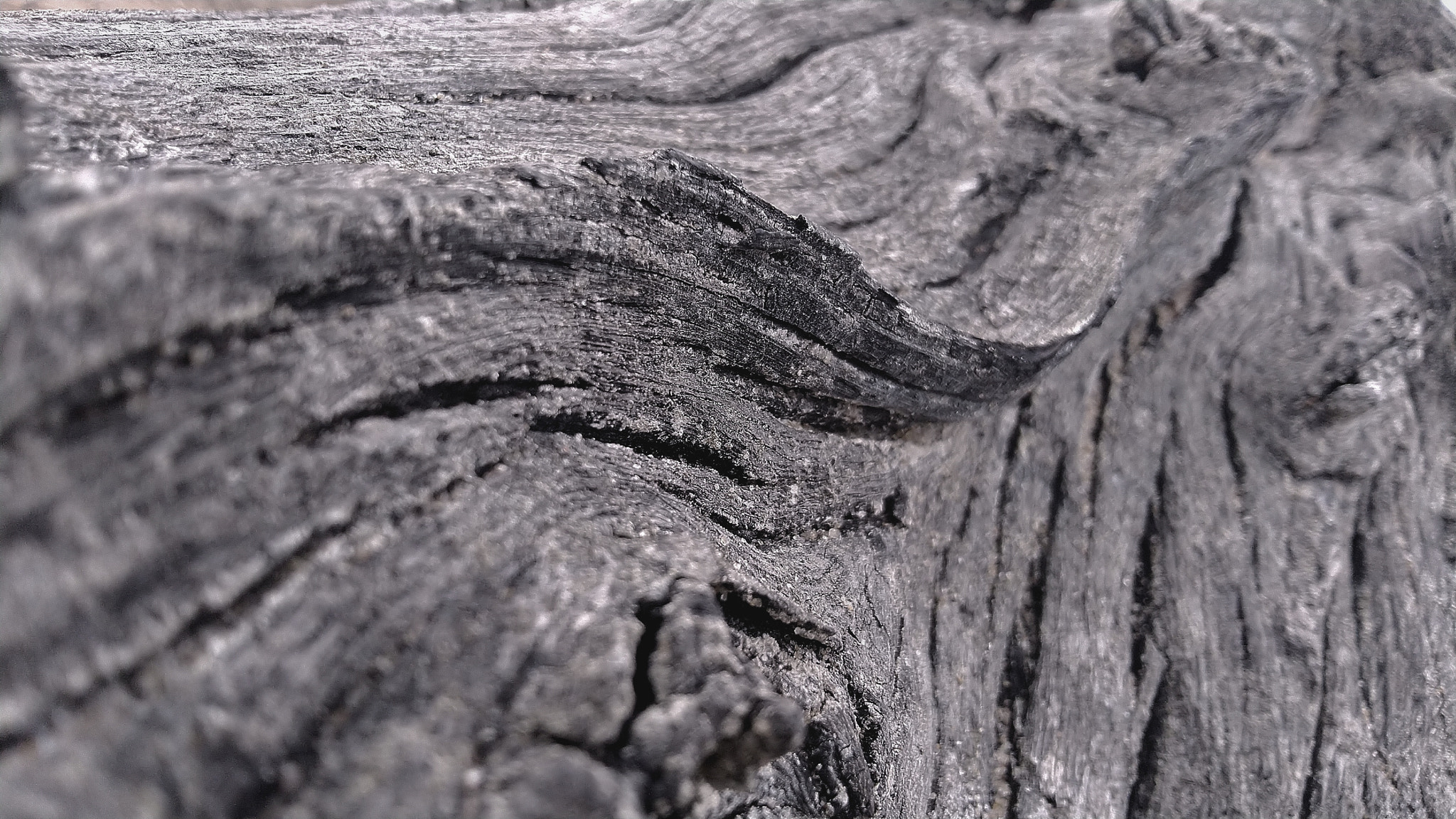 QCOM-AA QCAM-AA sample photo. Treeway photography