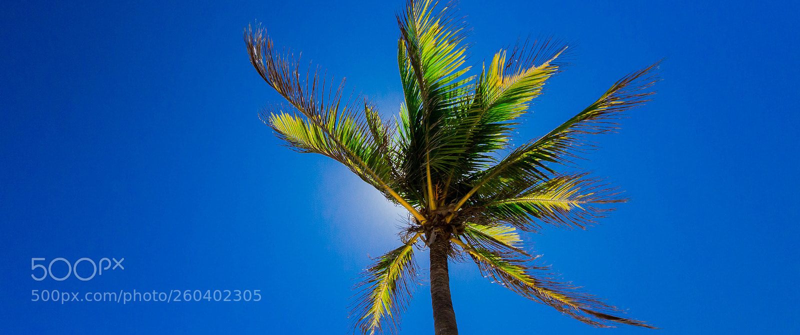 Canon EOS 1200D (EOS Rebel T5 / EOS Kiss X70 / EOS Hi) sample photo. Palm tree photography