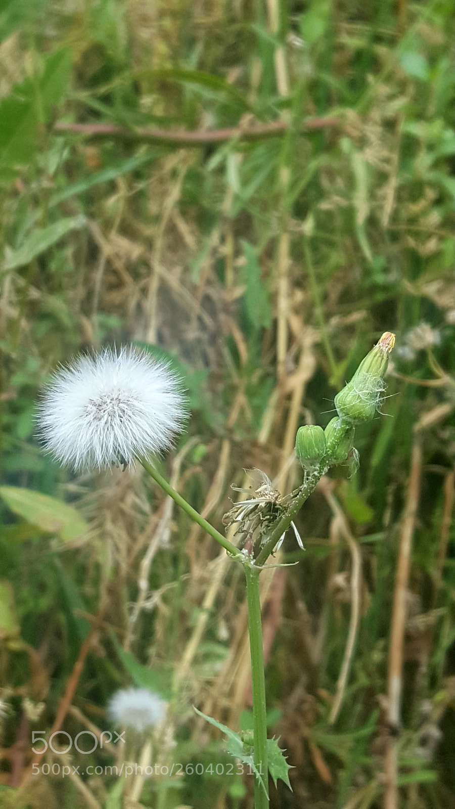 Samsung Galaxy S6 sample photo. Wild flower photography