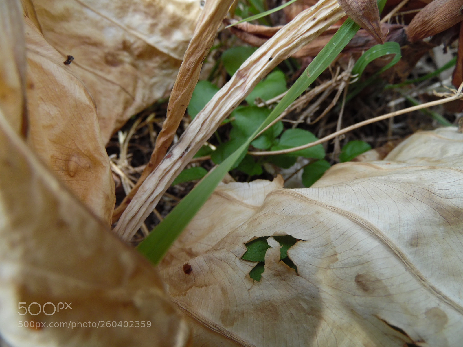 Samsung WB1100F/WB1101F/WB1102F sample photo. Dust photography