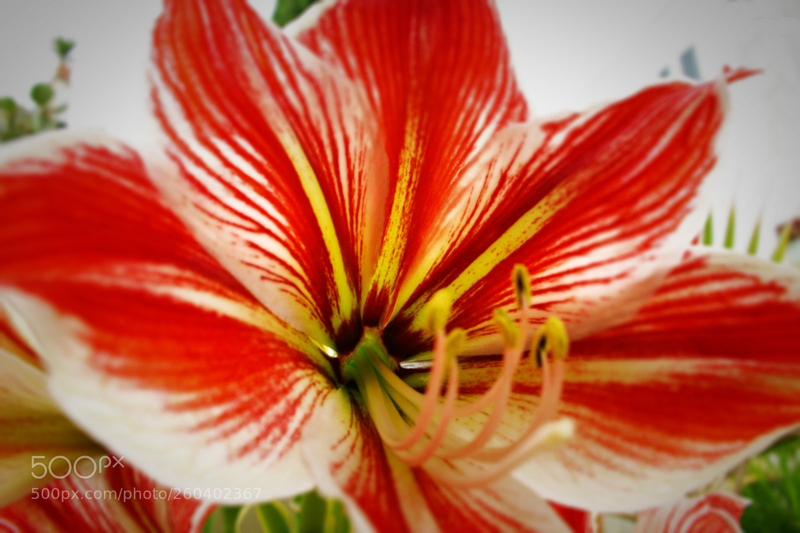 Canon EOS 700D (EOS Rebel T5i / EOS Kiss X7i) sample photo. Red flower photography