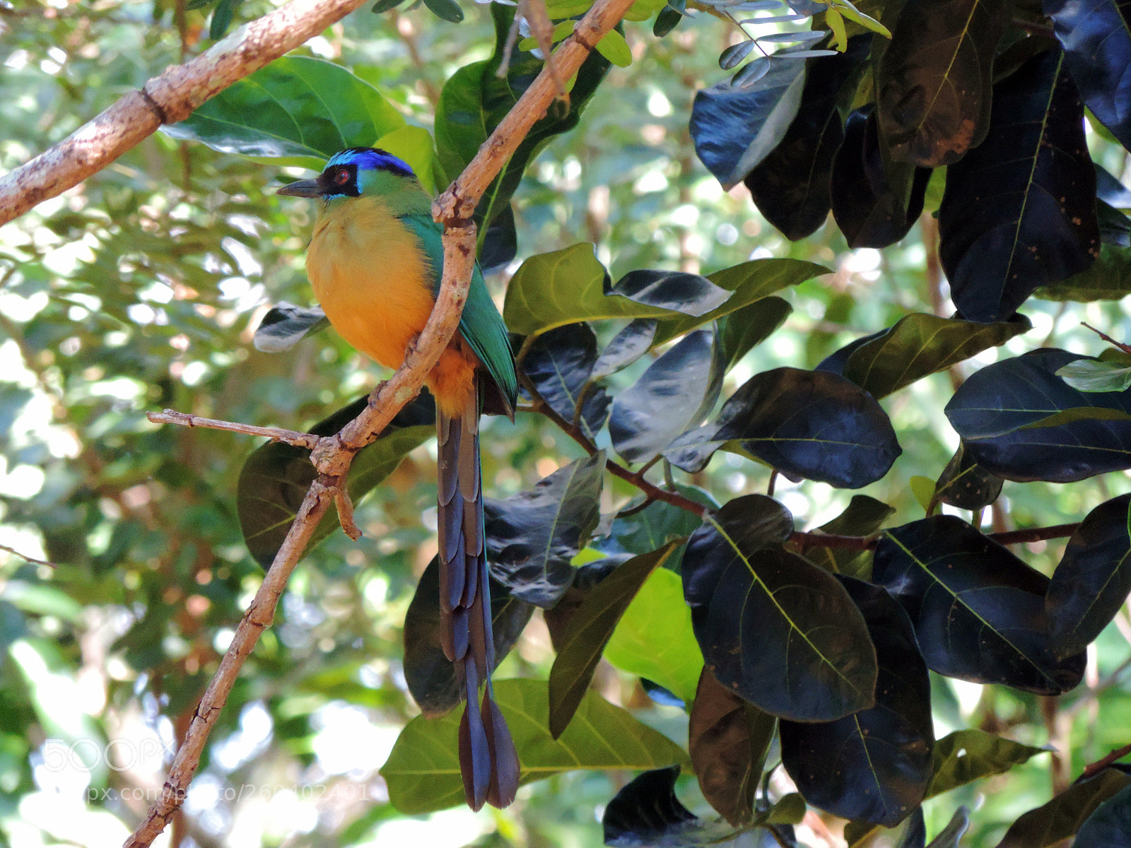 Nikon Coolpix P520 sample photo. Blue yellow green bird photography