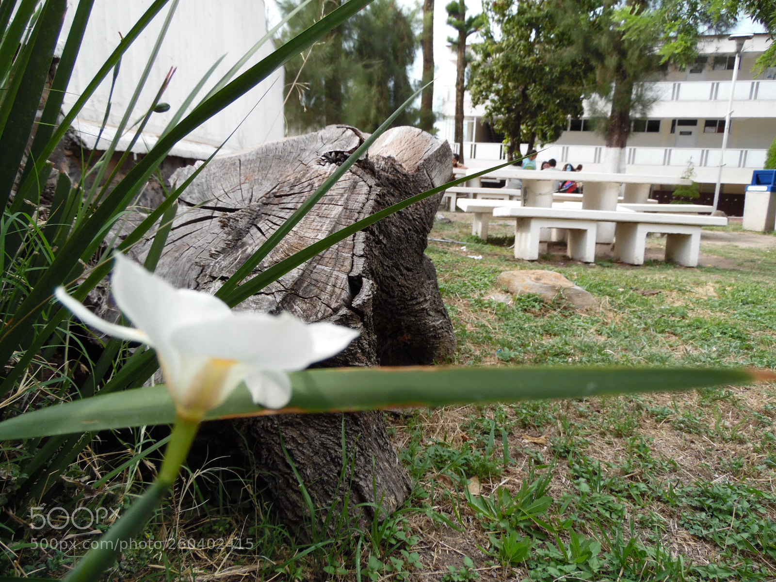 Samsung WB1100F/WB1101F/WB1102F sample photo. Campus photography