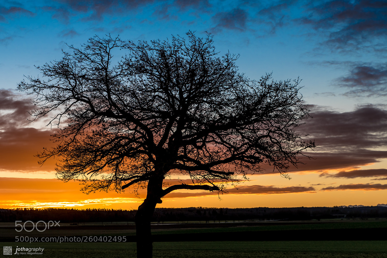 Nikon D750 sample photo. Sunrise tree photography