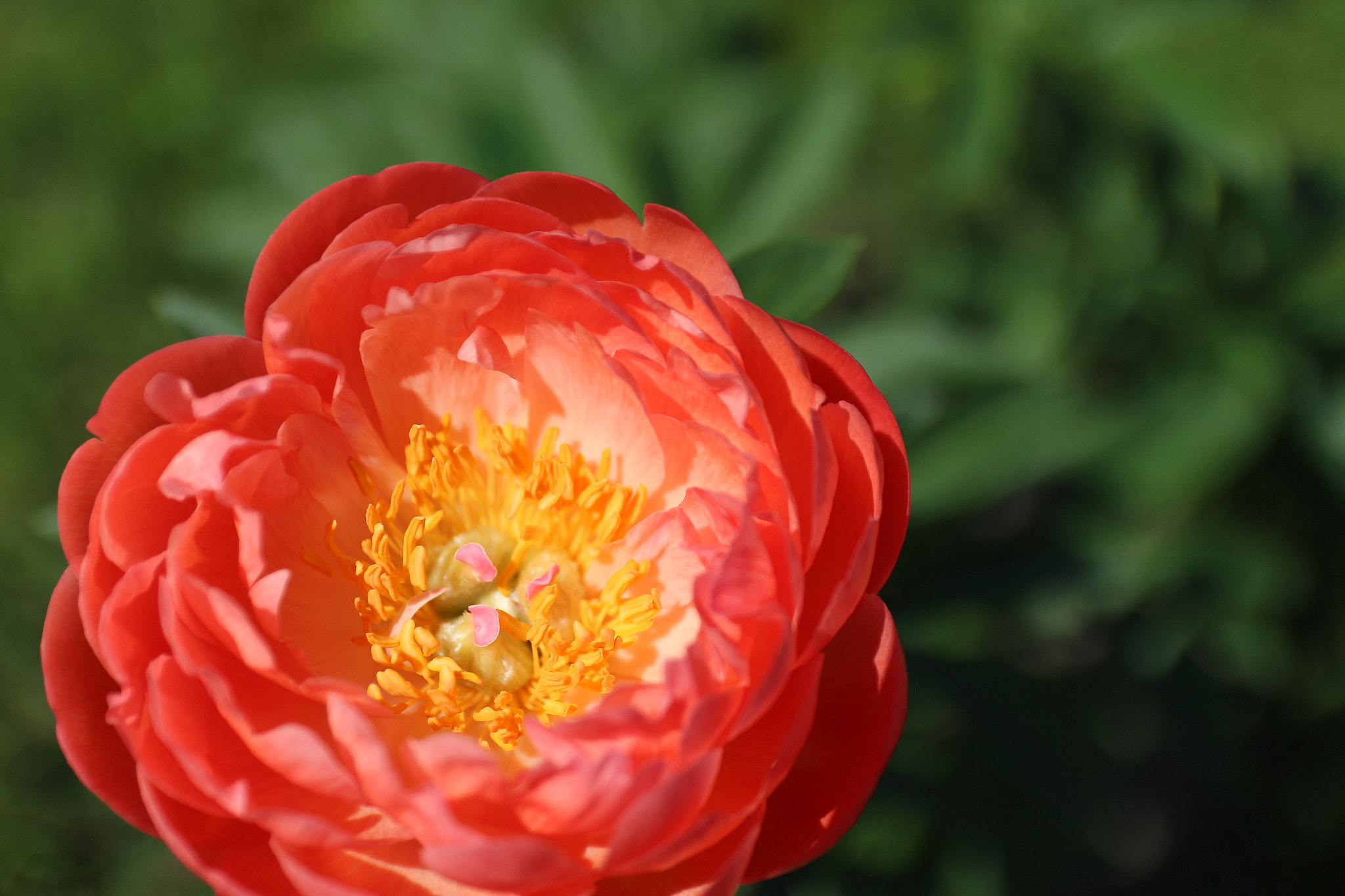 Canon EF-S 17-55mm F2.8 IS USM sample photo. Peony photography