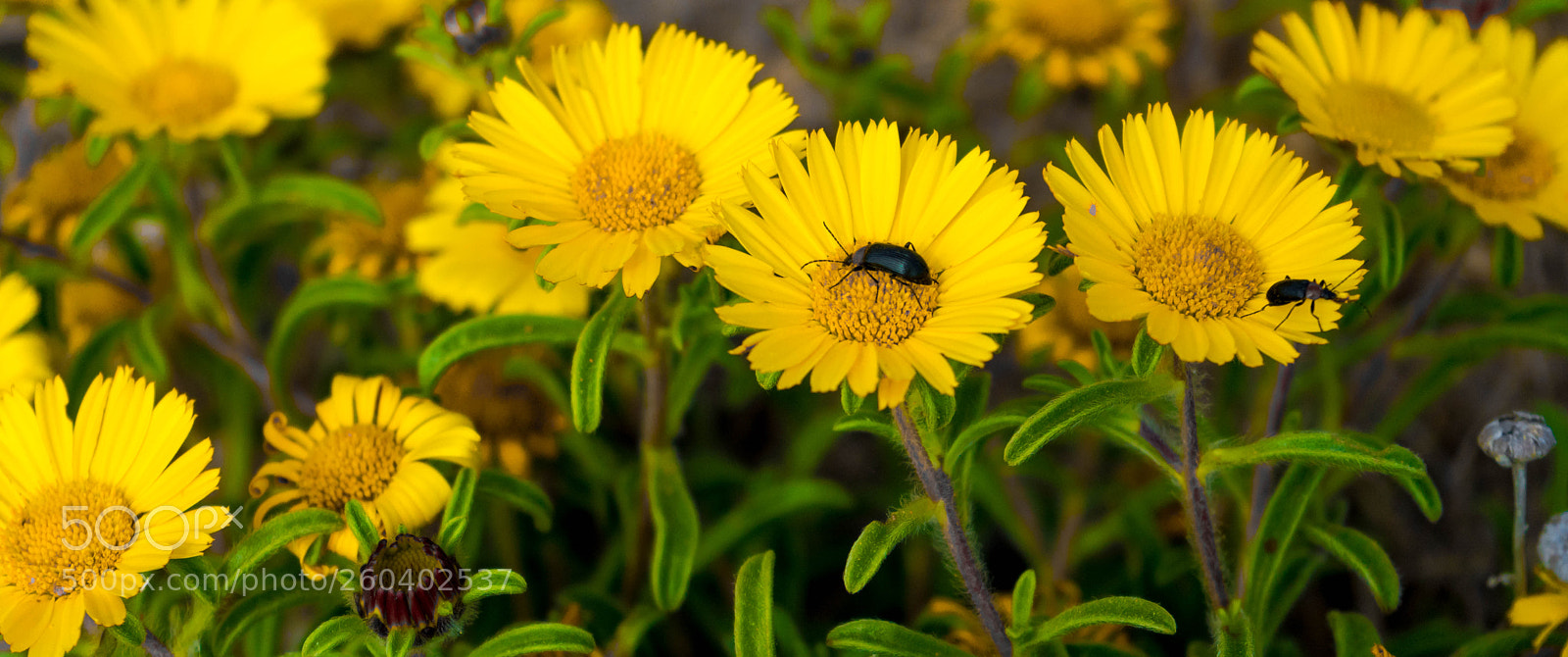 Sony a7 III sample photo. Sunny photography