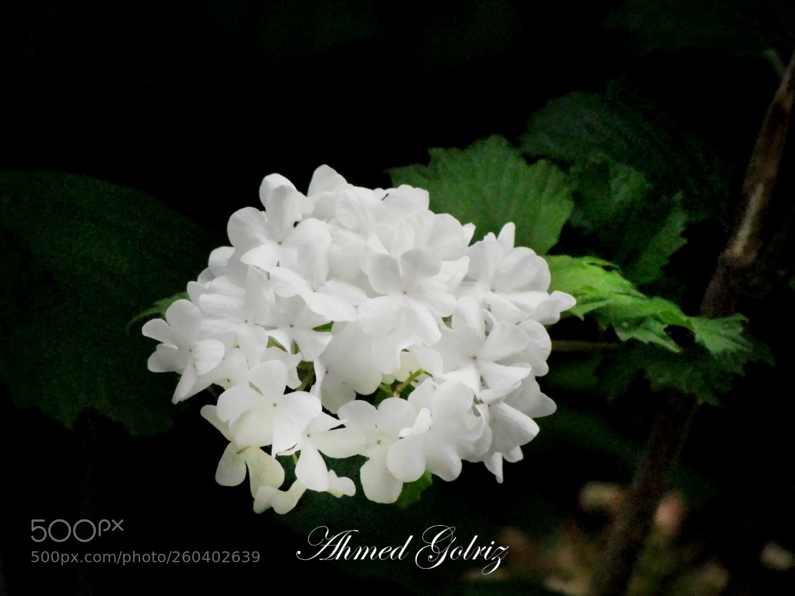 Canon PowerShot SX10 IS sample photo. Bodaghi photography