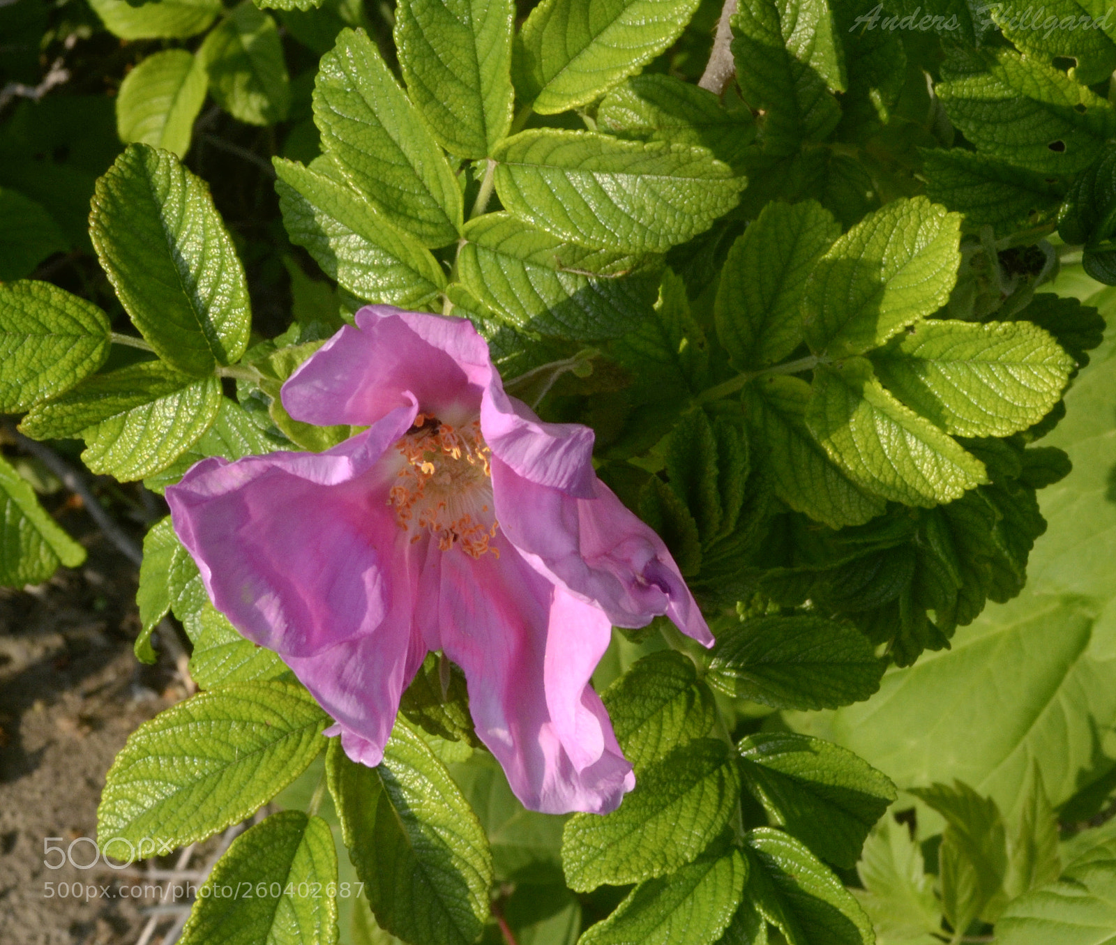 Nikon D3100 sample photo. My choice photography