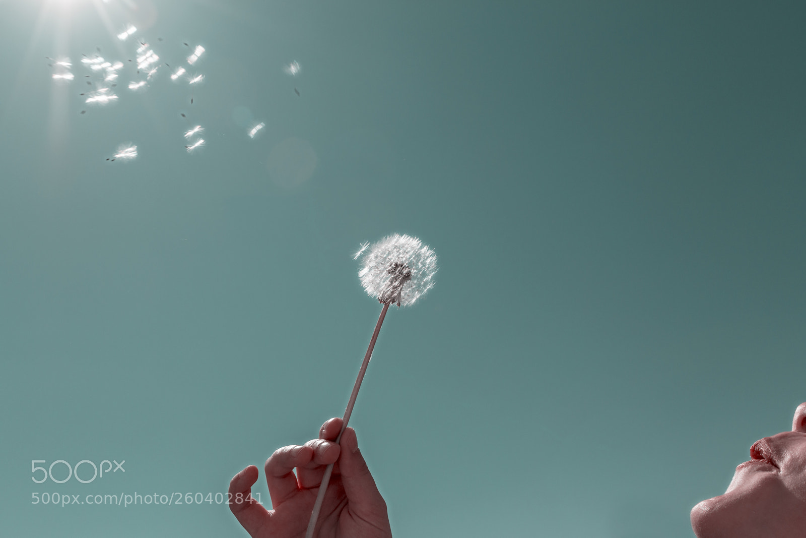 Canon EOS 70D sample photo. Seeds of dandelion photography