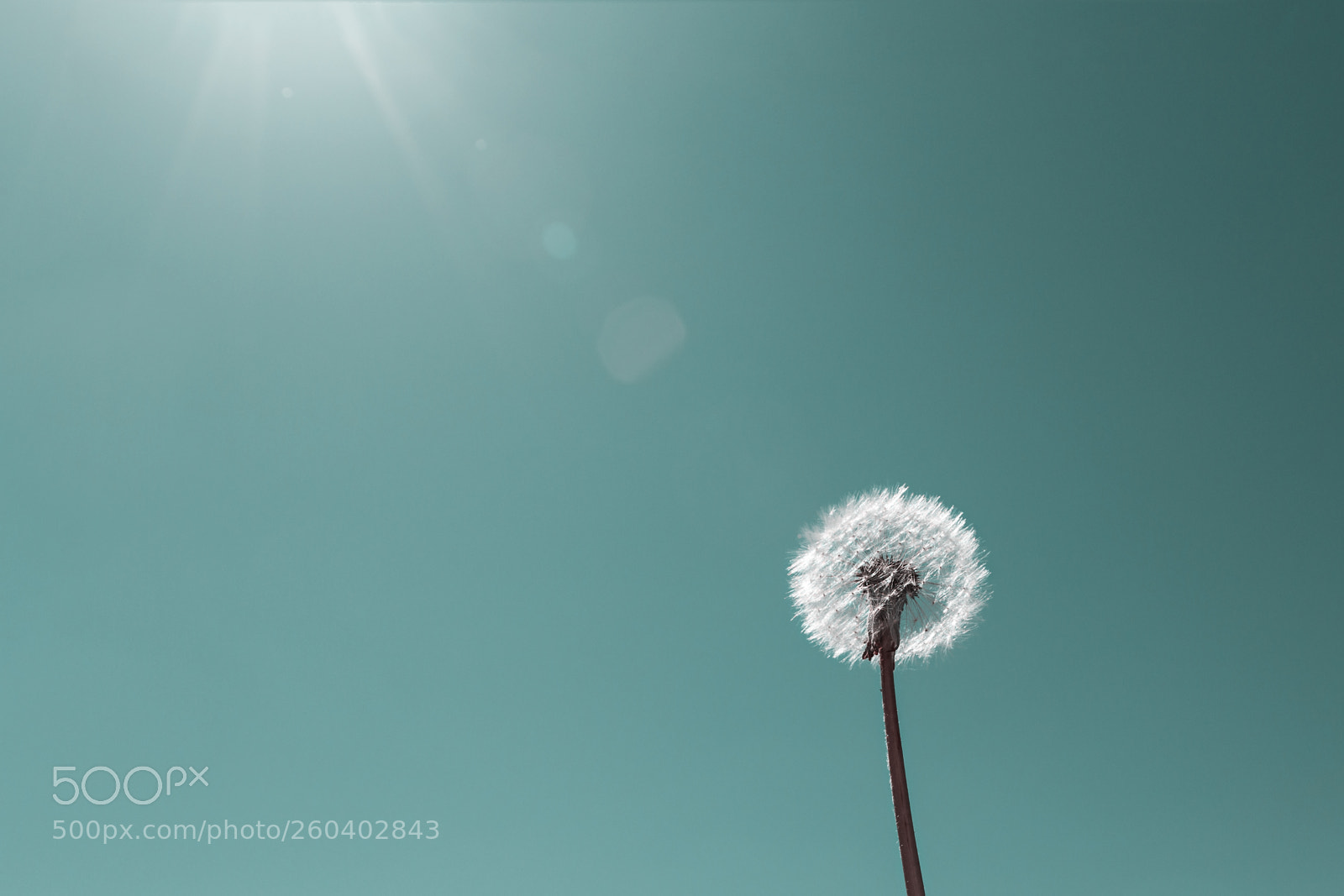 Canon EOS 70D sample photo. Seeds of dandelion photography