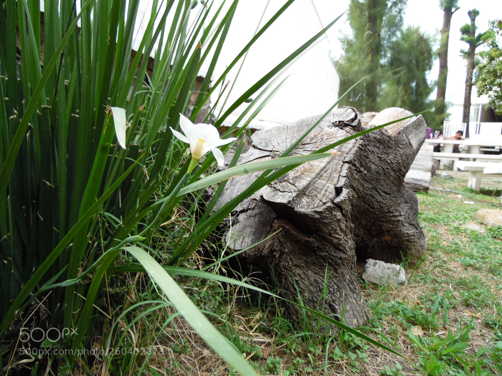 Samsung WB1100F/WB1101F/WB1102F sample photo. Focus photography