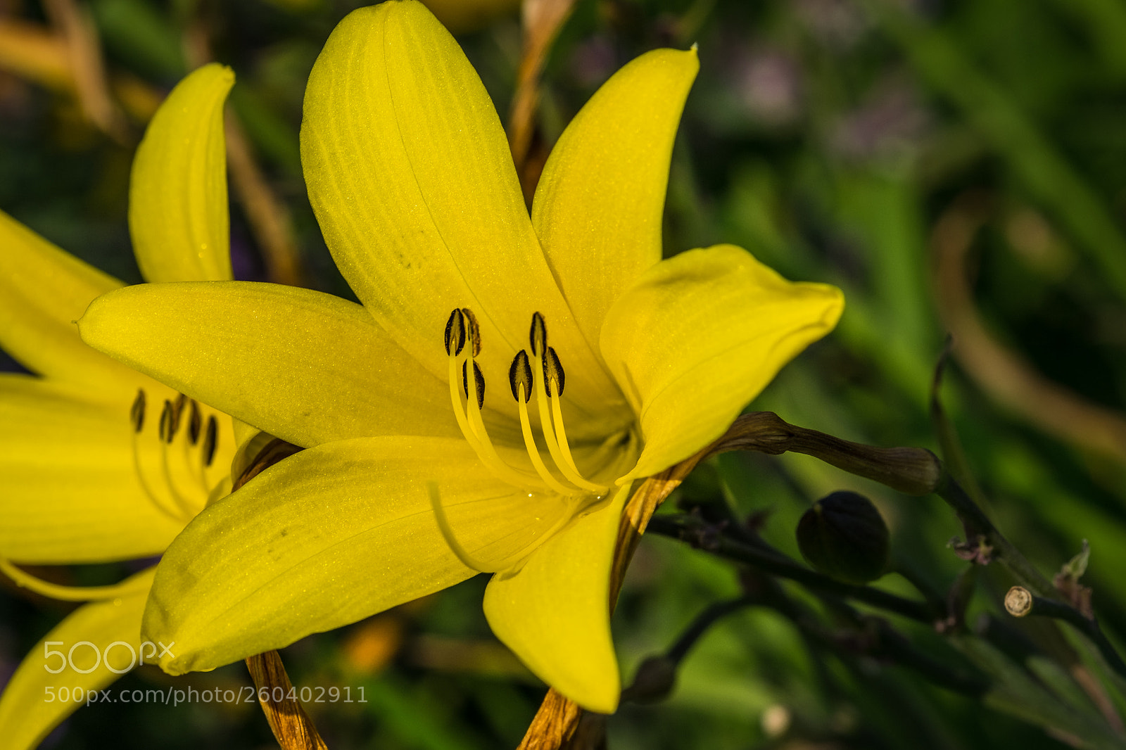 Fujifilm X-T1 sample photo. Gelbe taglilie (hemerocallis lilioasphodelus) photography