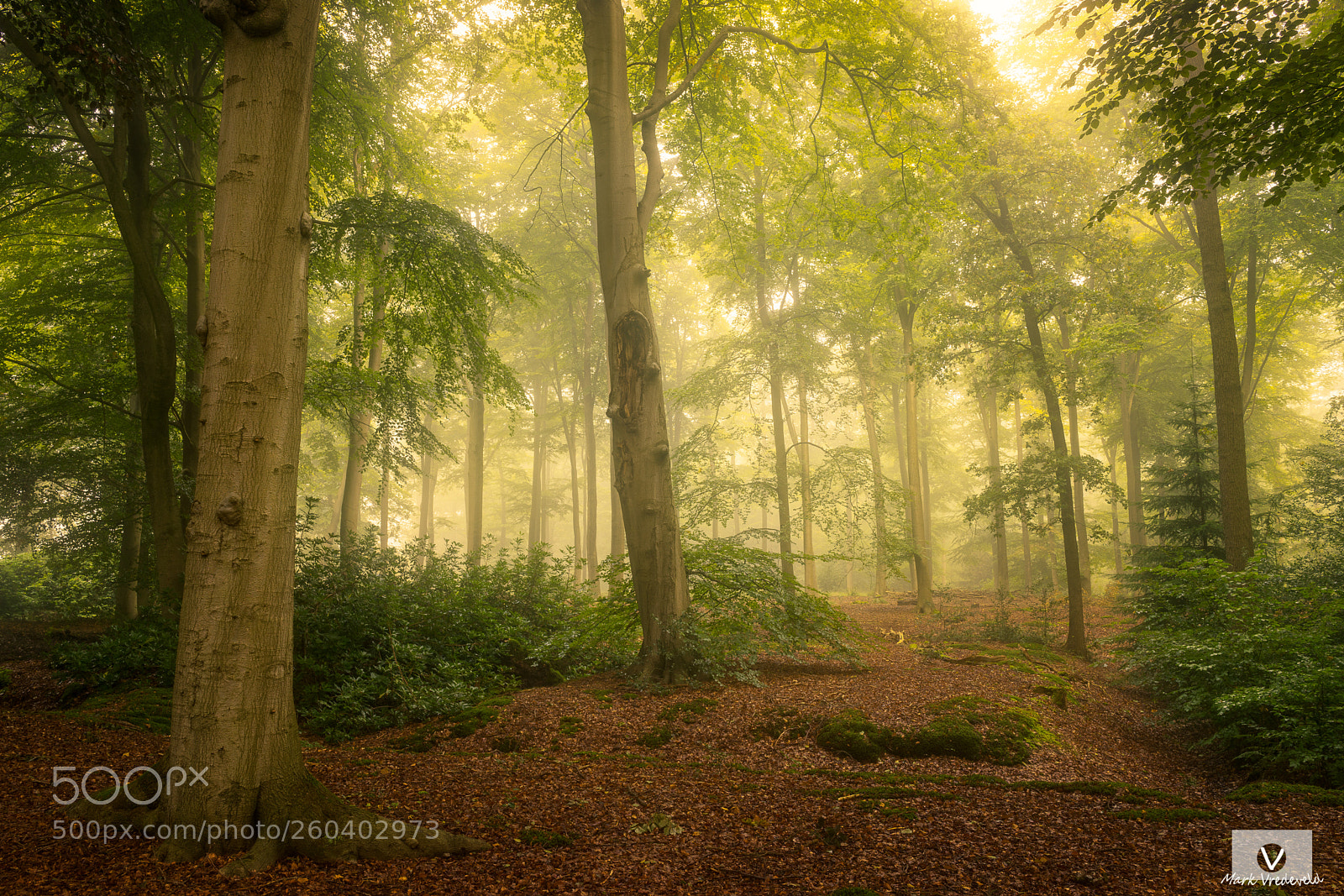 Sony a7 sample photo. The forest photography