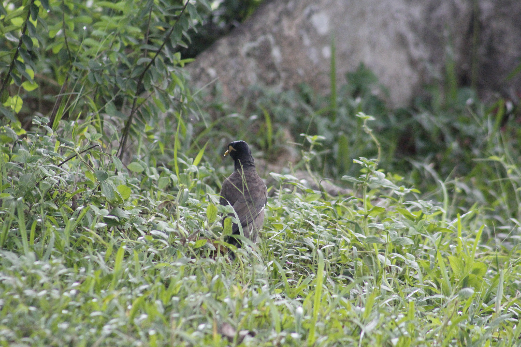 Canon EF 75-300mm f/4-5.6 sample photo. Mg photography