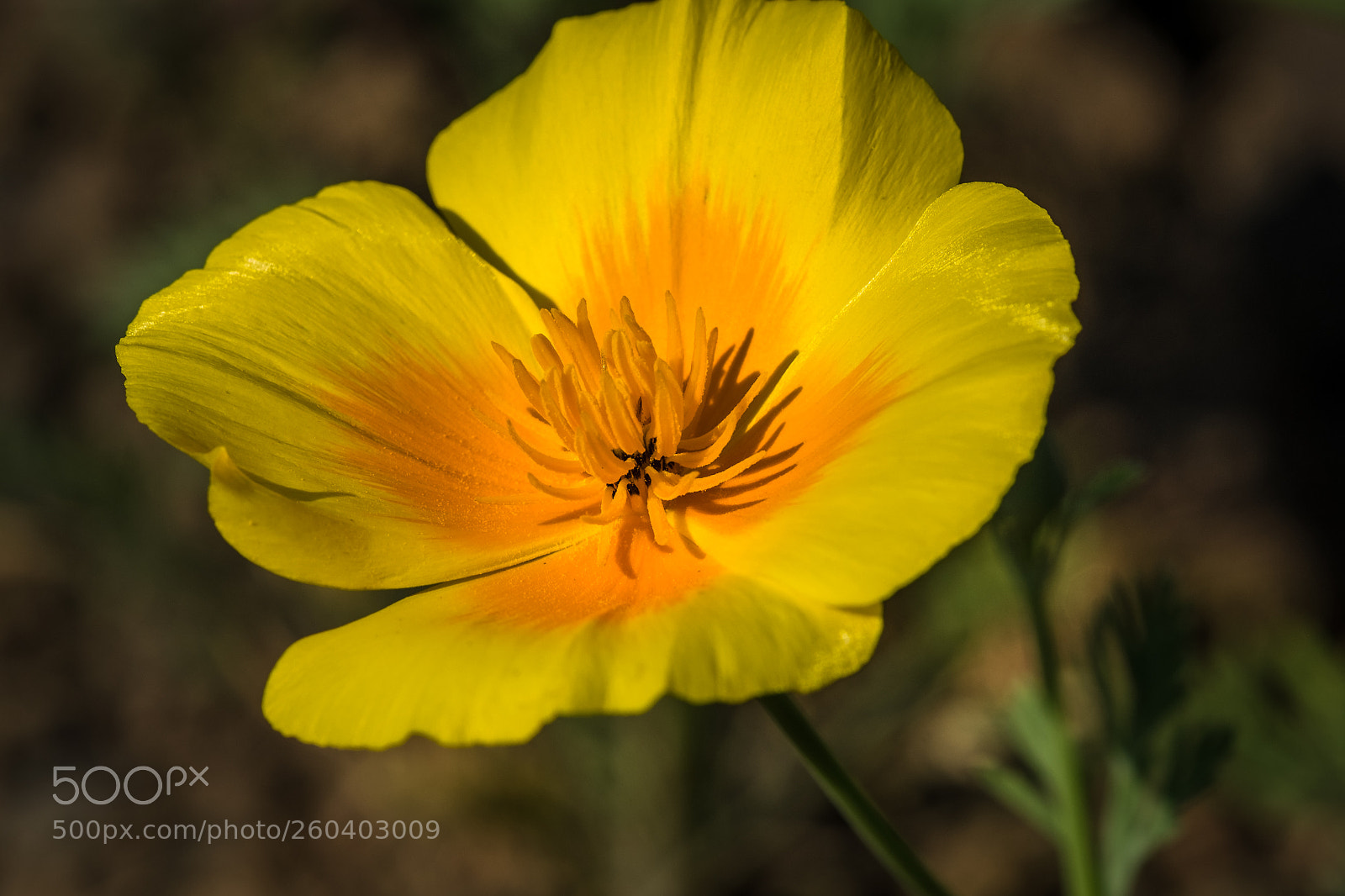 Fujifilm X-T1 sample photo. Kalifornischer mohn (eschscholzia californica) photography
