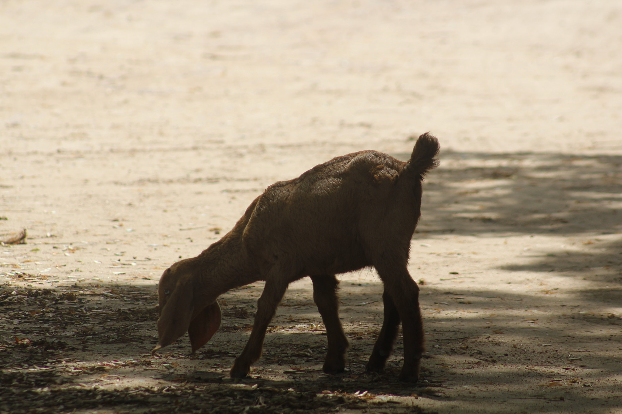 Canon EF 75-300mm f/4-5.6 sample photo. Mg photography
