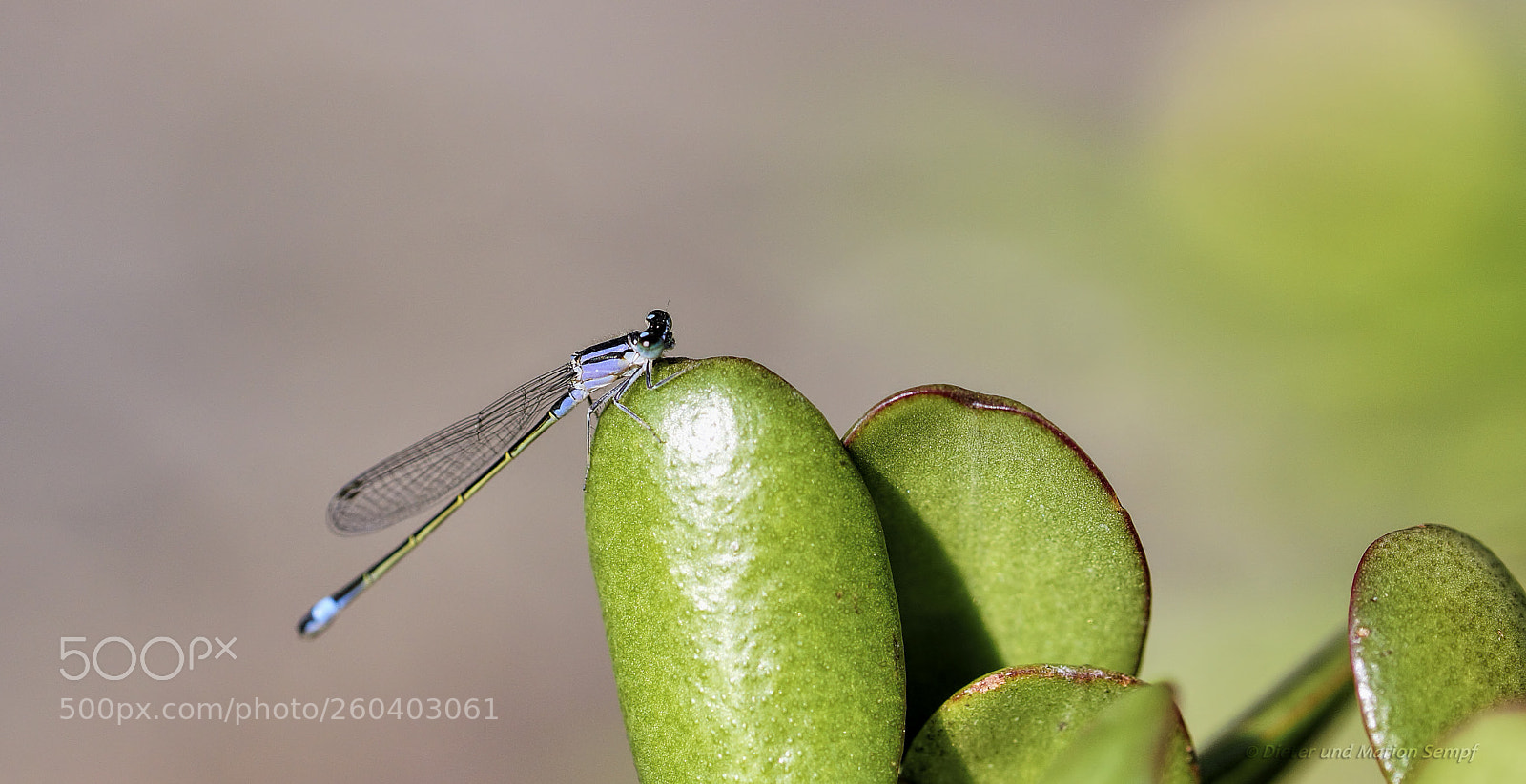 Sony SLT-A77 sample photo. .....ischnura elegans..... photography