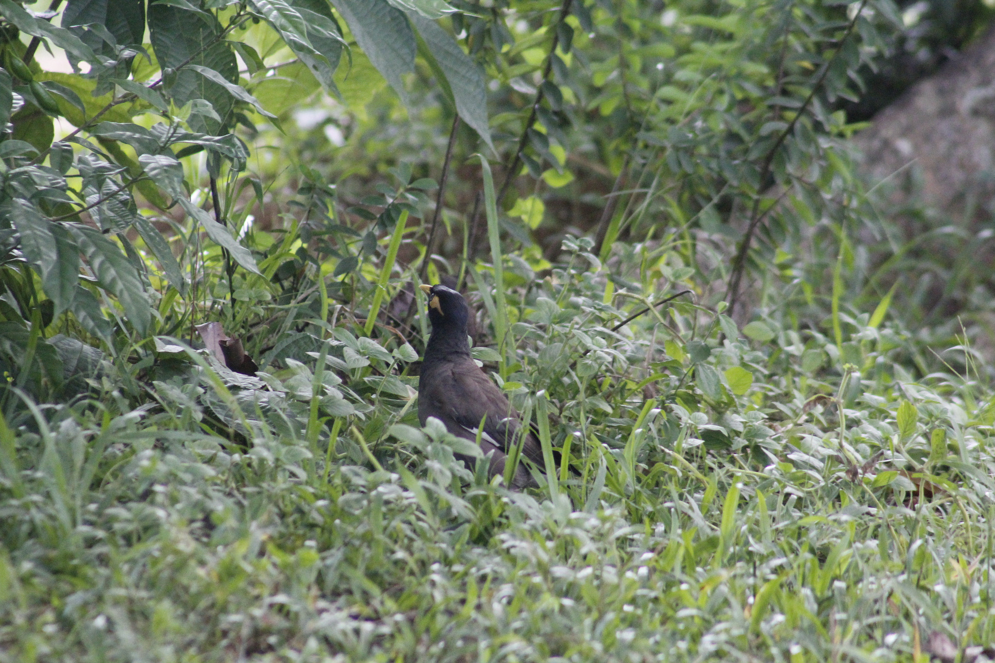 Canon EF 75-300mm f/4-5.6 sample photo. Mg photography