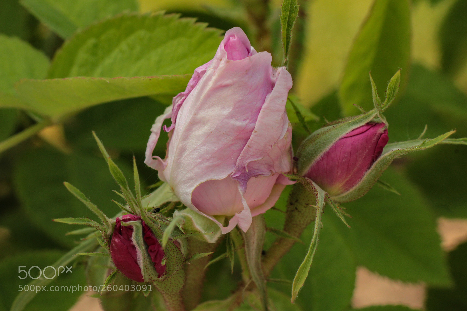 Canon EOS 1300D (EOS Rebel T6 / EOS Kiss X80) sample photo. Bouton de rose photography