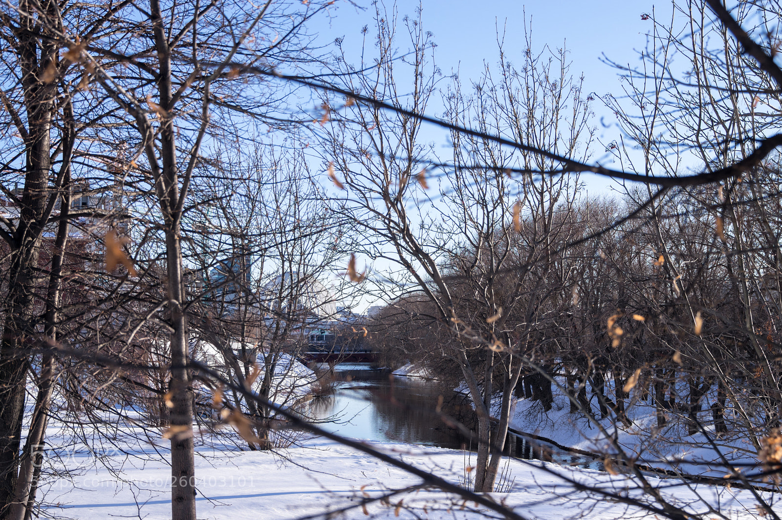 Pentax K-3 sample photo. Winter trees photography