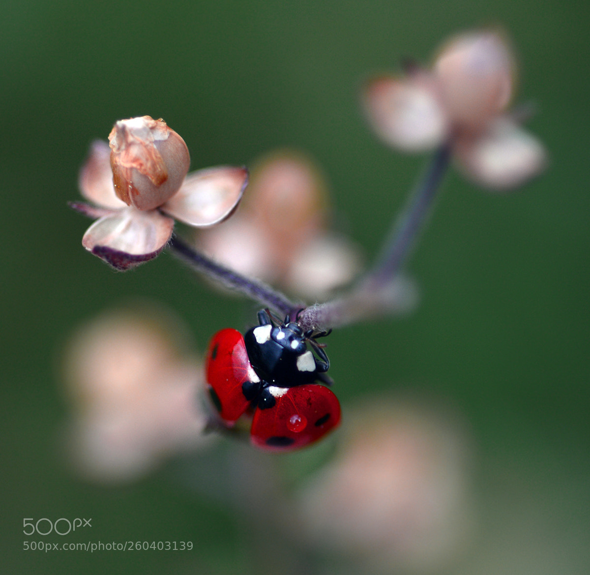 Nikon D7100 sample photo. Ladybug photography