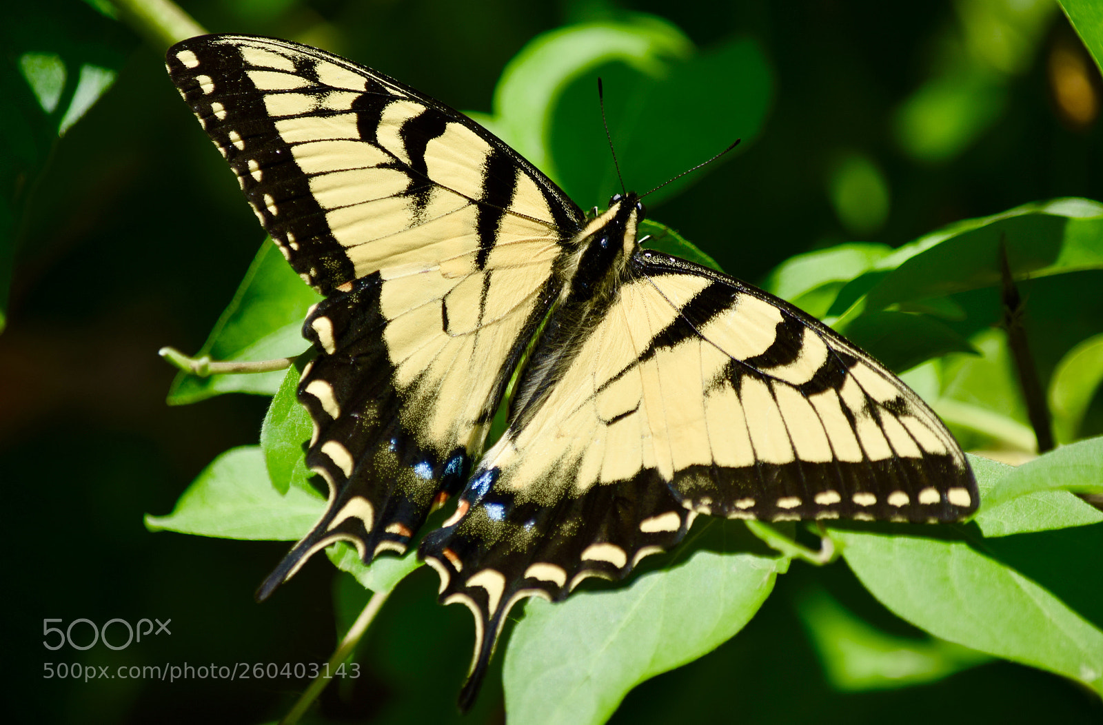 Nikon D3300 sample photo. Summer time. photography